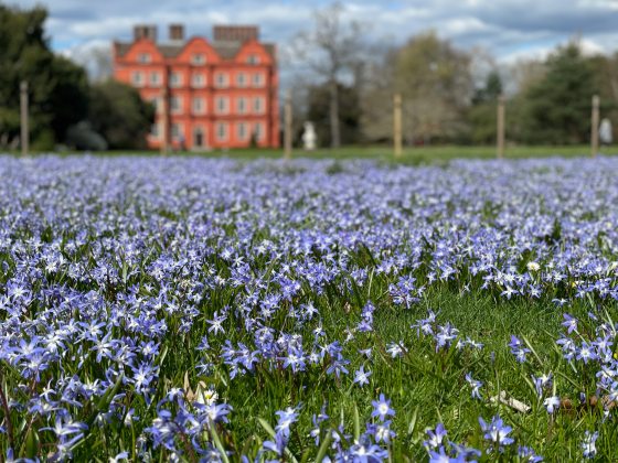 A patch of purple flowers in the grass with a blurred background. 